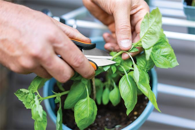 Fűszervágó olló, FISKARS "Solid™ SP220" - Image 3